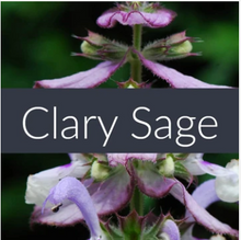 Load image into Gallery viewer, Clary Sage Essential Oil
