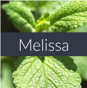Melissa Essential Oil Blend