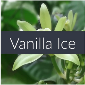 Vanilla Ice Essential Oil