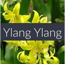 Load image into Gallery viewer, Ylang Ylang Essential Oil
